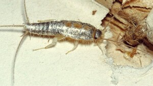 Silverfish Extermination Melbourne Pic 3