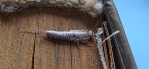 Silverfish Extermination Melbourne Pic 4