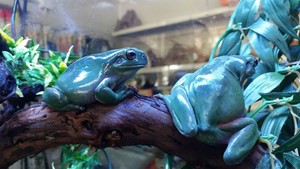 Wild About Reptiles Pic 5 - Frogs