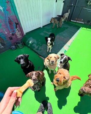 Kip Brunswick Dog Daycare Pic 2