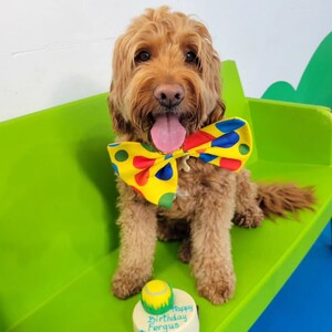 Kip Brunswick Dog Daycare Pic 3