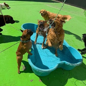 Kip Brunswick Dog Daycare Pic 4