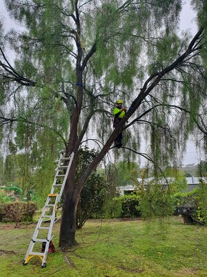 Colac Trees Pic 4