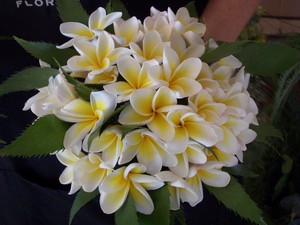 Pollen Tweed Coast Flowers Pic 3 - frangipani wedding bouquet