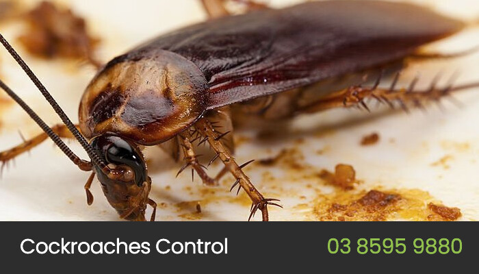 Eco Pest Control Melbourne Pic 1