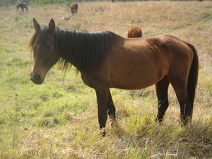 Woolooga Park Horse Spelling and Agistment Pic 5