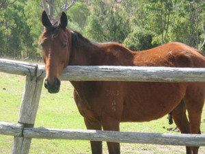 Woolooga Park Horse Spelling and Agistment Pic 3