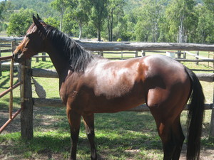 Woolooga Park Horse Spelling and Agistment Pic 4