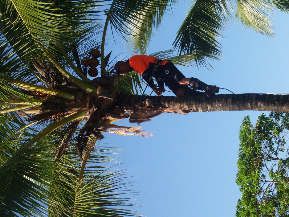 Airlie Tree Specialists Pic 1 - Professional Tree Climbers