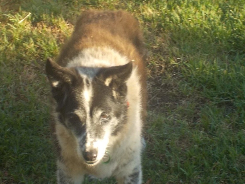 V.I. Paws Pic 1 - Meg our 18 year old kelpie just loves life