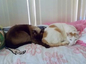 V.I. Paws Pic 2 - Siamese best friends Ika Mocca are boarding with us lazing around while their owner is working OS