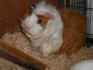 V.I. Paws Pic 4 - Rambo one of our 10 resident guinea friends