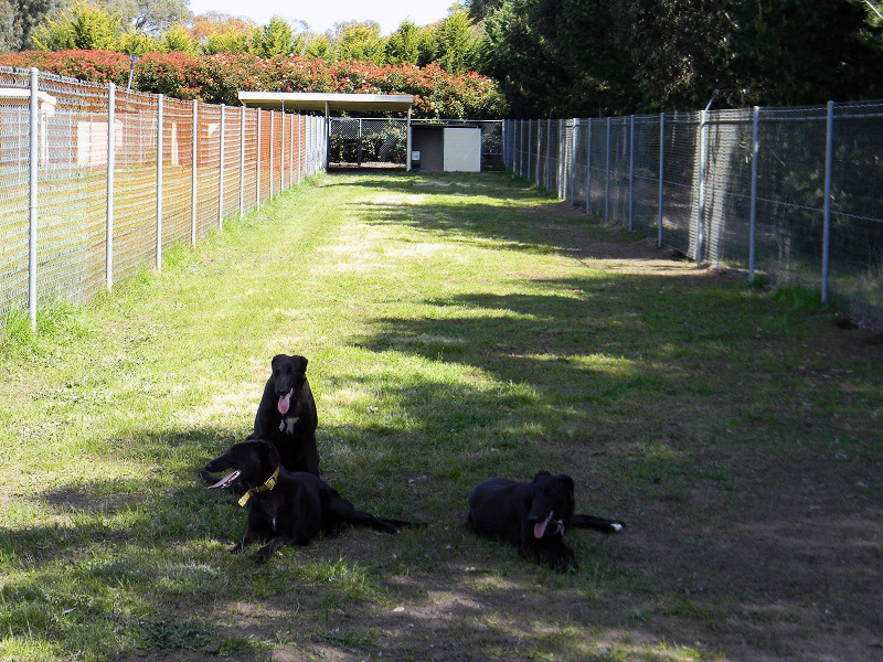 Eliza Park Kennels Pic 1