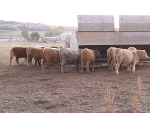 Lucerne Hay By Mark & Sue Stass Pic 3 - lot feeding