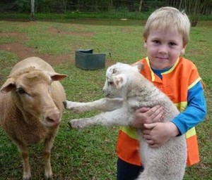 Spurwood Springs Log Cabin Venue Pic 3 - Pat the lambs at Spurwood Springs