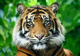 Ethical Earth Products Pic 2 - and critically endangered tigers