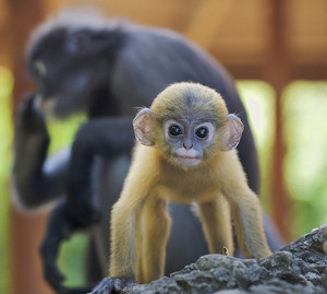 Ethical Earth Products Pic 5 - and the dusky leaf monkey