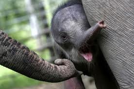 Ethical Earth Products Pic 3 - and the endangered pygmy elephants