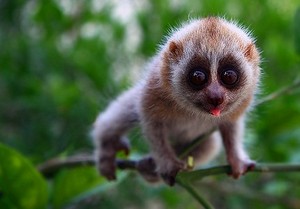 Ethical Earth Products Pic 4 - for the slow loris