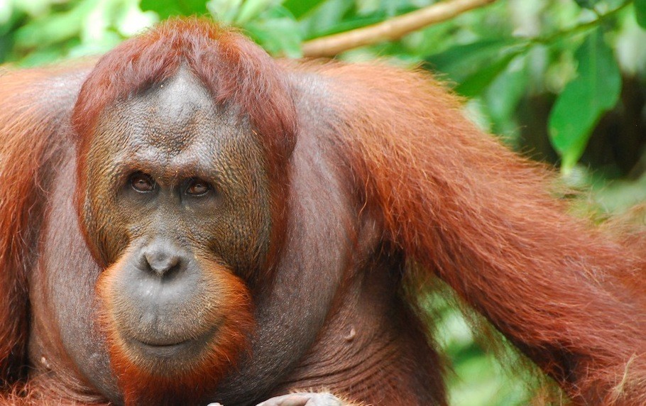 Ethical Earth Products Pic 1 - Go palm oil freefor critically endangered orangutans