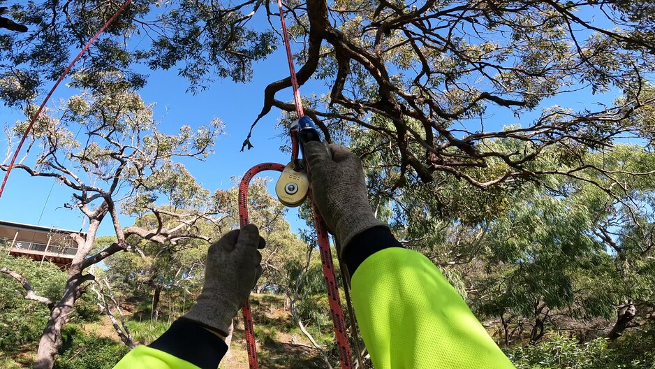 MD Trading Tree Care Lopping & Removal Pic 1