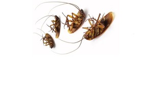 JPC Pest Control Brisbane Pic 3 - cockroach pest control