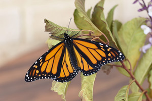 Horsham Camera Club Pic 3 - Monarch Butterfly