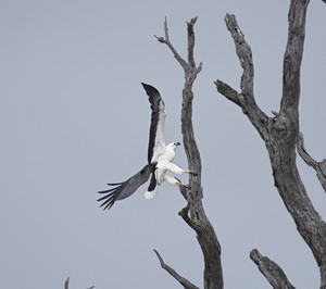 Horsham Camera Club Pic 2 - Sea Eagle