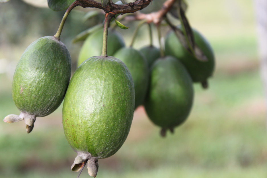 Hinterland Feijoas Pic 1 - Our fabulous feijoas