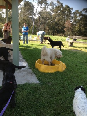 Cindy's Dog Training & Pet services Pic 3 - Big dog activity group