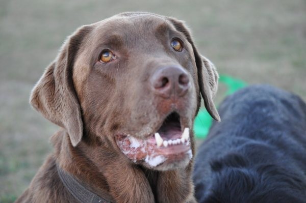 Cindy's Dog Training & Pet services Pic 1 - In home behavioural dog training puppy trainingproblemsolving