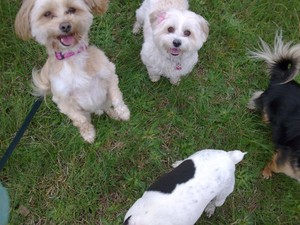 Cindy's Dog Training & Pet services Pic 2 - Little dog activity group