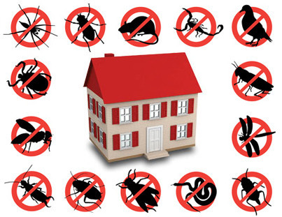 All Pests Control Pic 1 - All Pests South East Melbourne Experienced Professional Pest Control Services Spiders Mice Fleas Roaches More