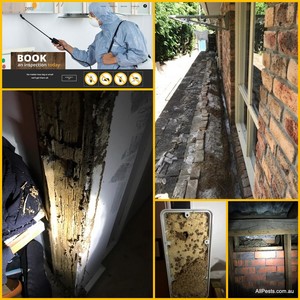 All Pests Control Pic 3 - All Pests South East Melbourne Termite Spiders Home Inspecitions Rats Rodents Bugs Fleas more Langwarrin Cranbourne Frankston Mornington