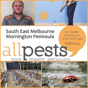 All Pests Control Pic 4 - All Pests South East Melbourne Termite Spiders Home Inspecitions Rats Rodents Bugs Fleas more Langwarrin Cranbourne Frankston Mornington