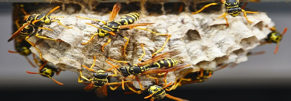 Target Wasp Removal Canberra Pic 1