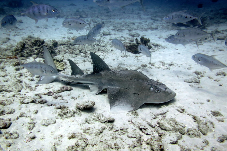 Shark Bay Dive and Marine Safaris Pic 1