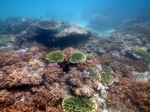 Shark Bay Dive and Marine Safaris Pic 3