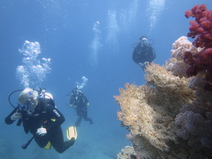 Shark Bay Dive and Marine Safaris Pic 4