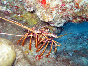 Shark Bay Dive and Marine Safaris Pic 5