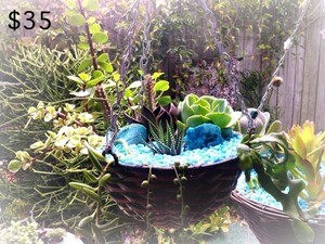 Evie & Sam's Crystal Succulent Gardens Pic 3