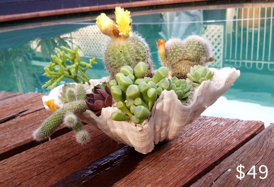 Evie & Sam's Crystal Succulent Gardens Pic 1