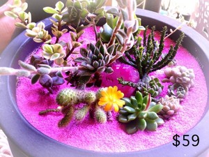 Evie & Sam's Crystal Succulent Gardens Pic 2