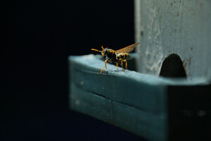 Wasp Control Sydney Pic 3