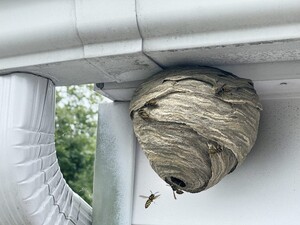 Wasp Control Sydney Pic 4