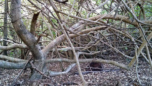 Palm Beach Parklands Pic 5 - Big scribble trees just off the pathway at Palm Beach Parklands