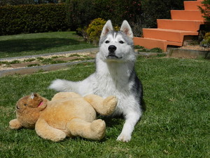 Positive Dogs Pic 4 - Got an older puppy aged 16 24 weeks join our senior puppy class