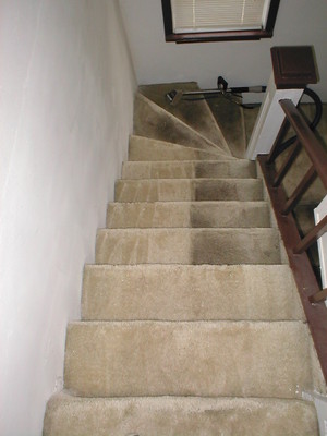 Professional Carpet & Upholstery Pty Ltd Pic 4