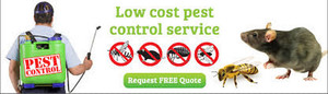 Beastieman Pest Control Pic 3 - We are your affordable pest controllers in Bentleigh Let us terminate your cockroaches rats mice or bed bugs