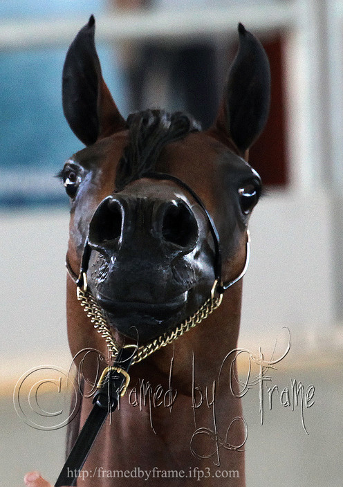 Framed By Frame Photography & Graphics Pic 1 - A Head above the rest Equine Photography Specialist